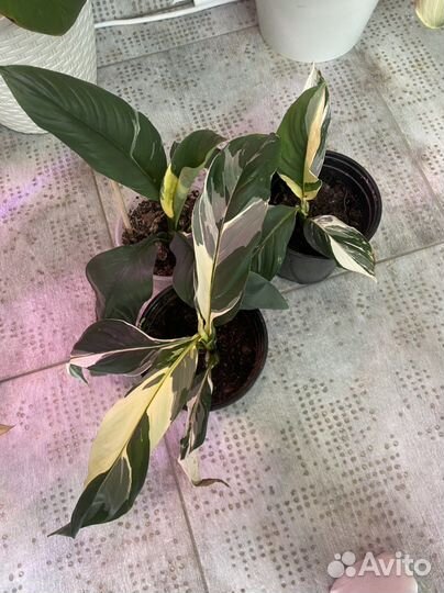 Спатифиллум Сенсация sunny с белым и желтым варом