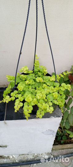 Вербейник монетчатый ауреа