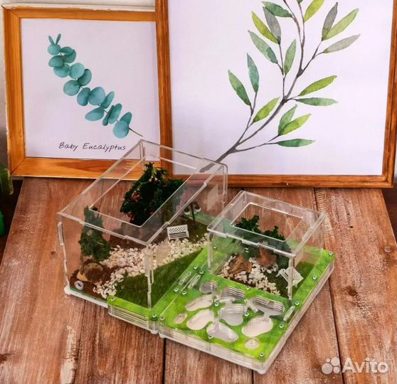 Муравьиная ферма / Формикарий Новая