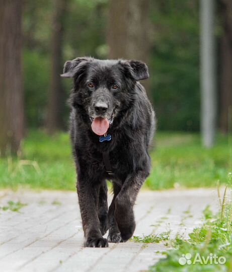 Ласковый мишка