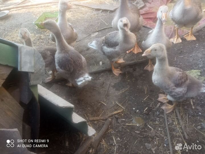 Гусята 1,5 месяца количество 2 шт