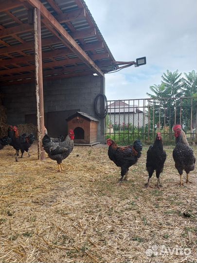 Молодые петухи