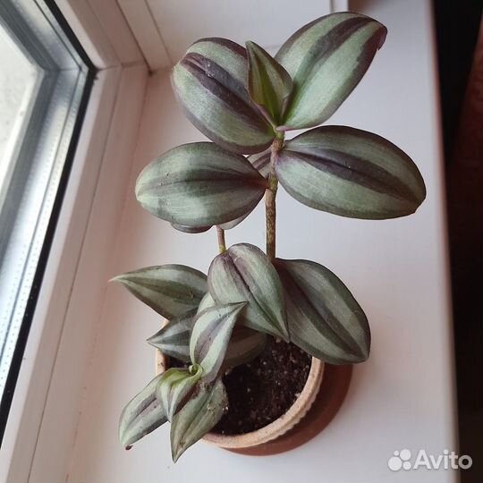 Традесканция зебрина