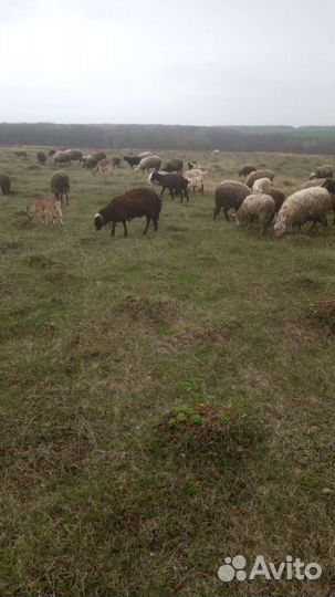 Бараны овцы ягната