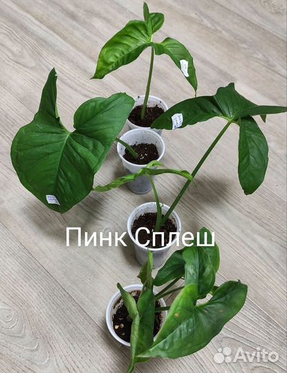 Сингониум сортовой
