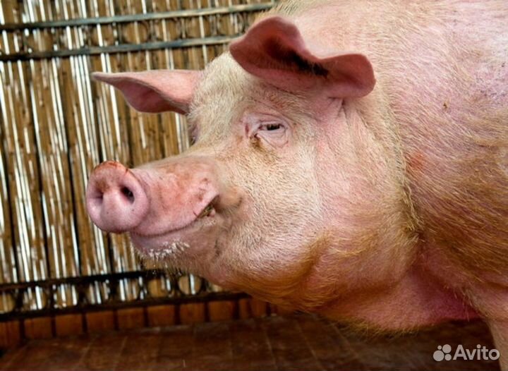 Вязка свиней