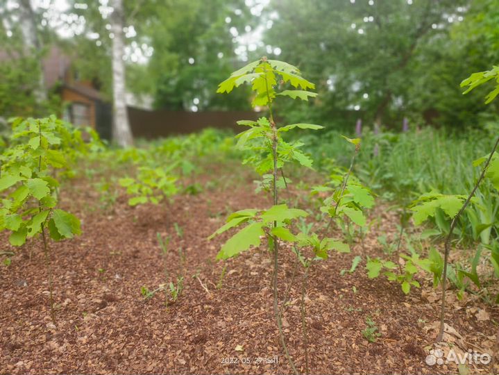 Саженцы и желуди канадского (красного) дуба