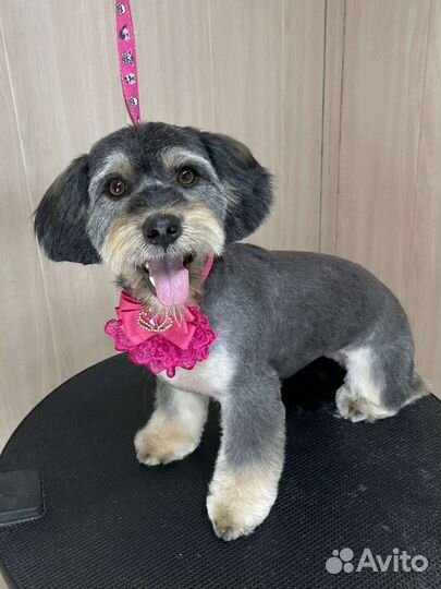 Собака ищет дом