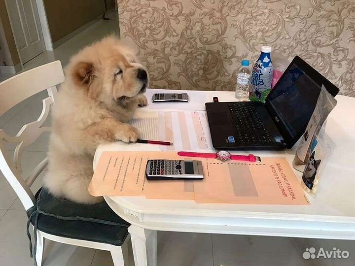 Удаленно от 4 ч. Исход.звонки(не продажи).Оператор