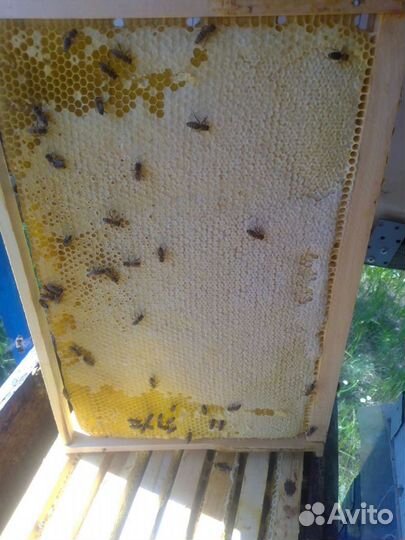 Соты, меда 2024: гречишный, разнотравье, цветочный