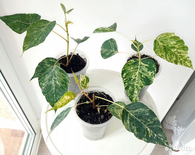 Фикус Священный / Религиоза снежный шторм вар