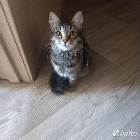 Кошка в добрые руки