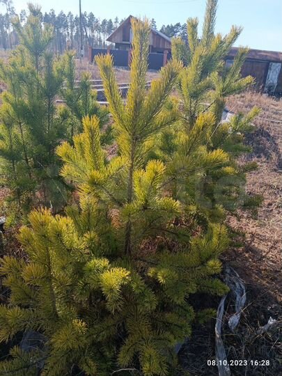 Участок 9 сот. (ИЖС)