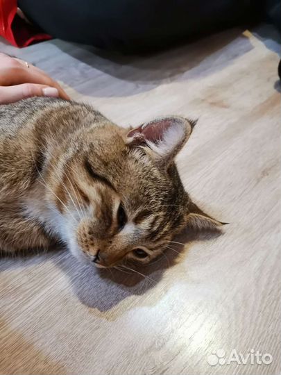 Кошка в дар бесплатно