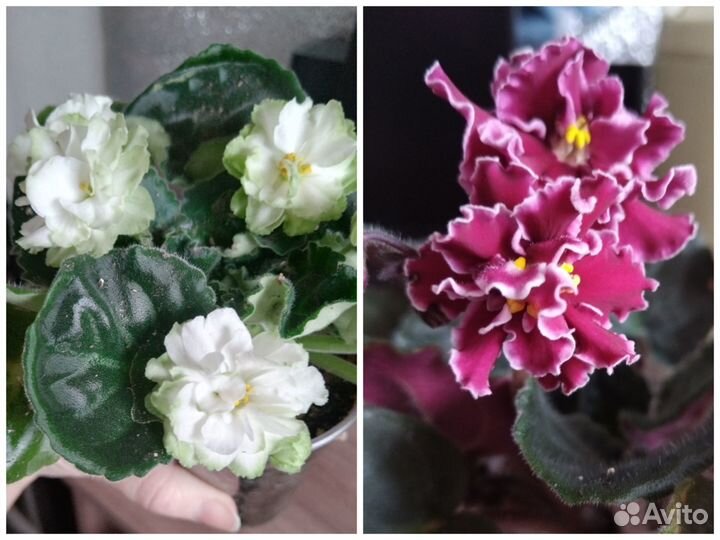 Фиалка (сенполия)