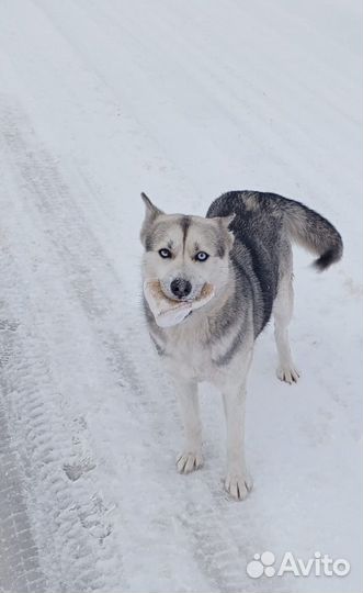 Щенки хаски