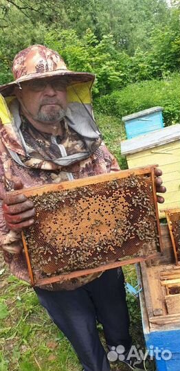 Улей с пчёлами