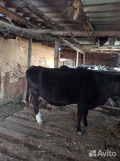 Корова дойная
