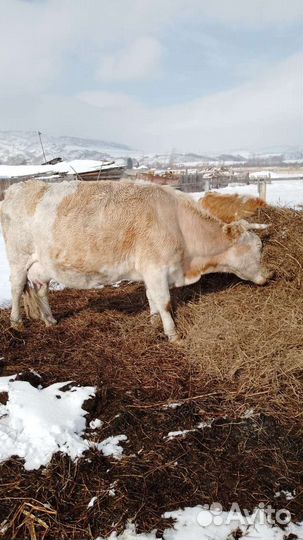 Корова высокоудойная