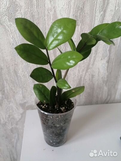 Шефлера, замиокулькас