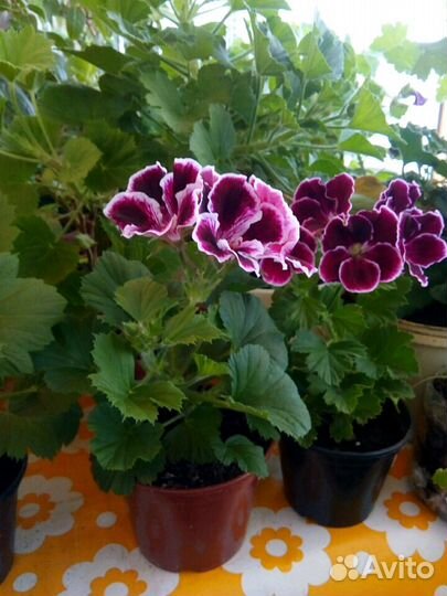 Королевская герань