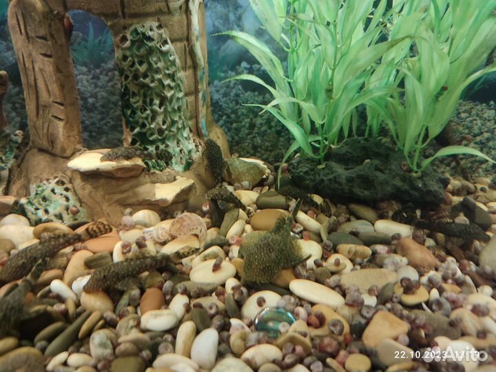 Продажа аквариумных рыбок