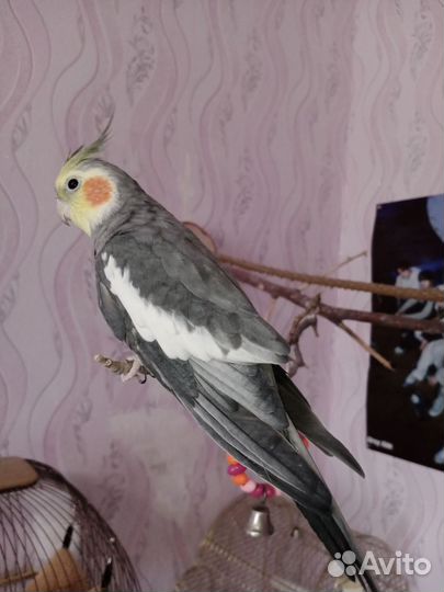 Попугай корелла ручной