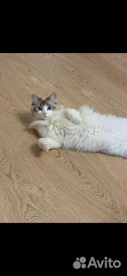 Кошка в дар