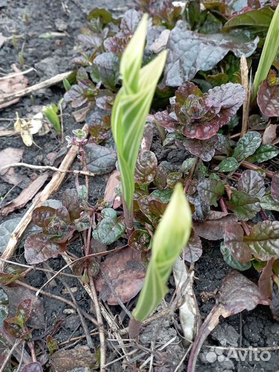 Ландыш пестролистный, Фиалка садовая, хосты