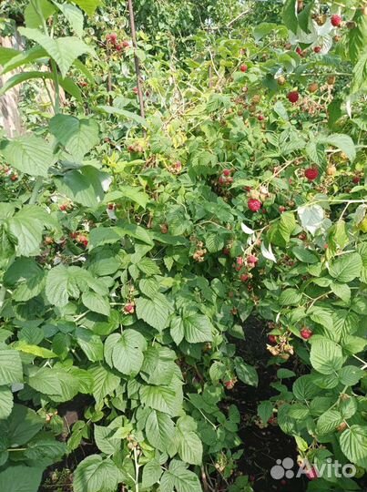 Продаю саженцы красной малины, крыжовника