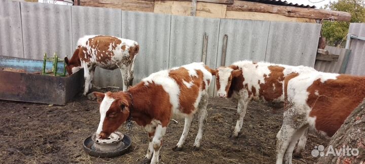 Телки бычки