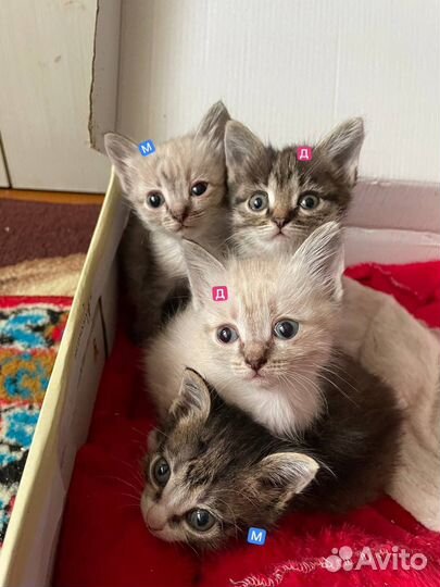 Котята