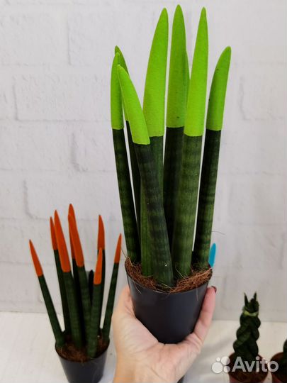Сортовые Сансевиерии в ассортименте