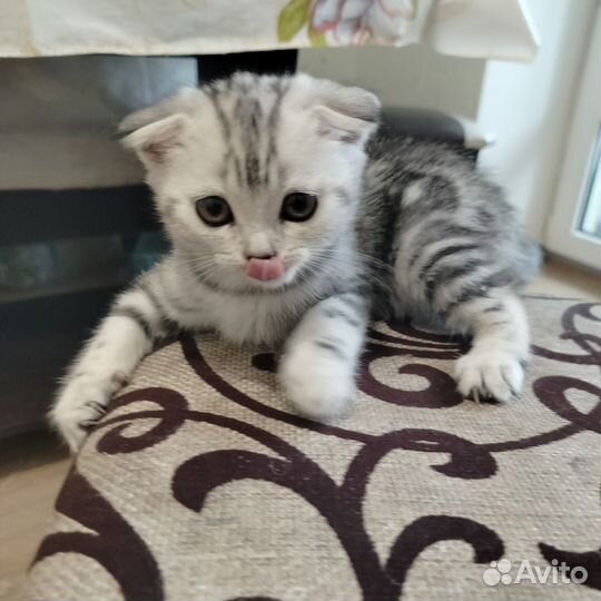 Шотландские котята
