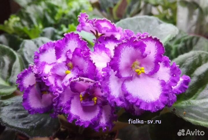 Фиалка детки