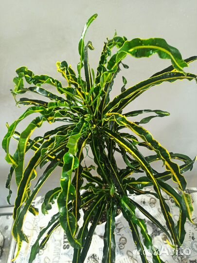 Кротон Твист