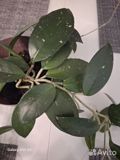 Хойя взрослая