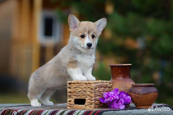 Вельш корги пемброк