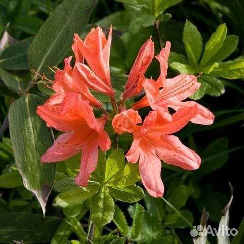 Японский рододендрон