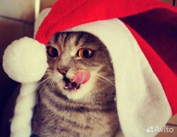 Передержка домашних питомцев