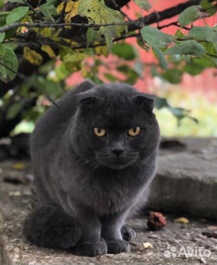 Шотландский вислоухий кот бесплатно