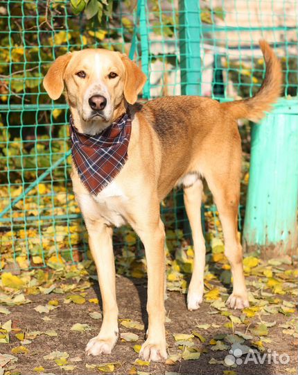 Особенный пёс Гарри ищет дом