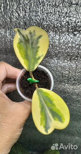 Хойи новинки