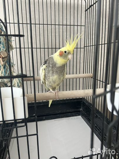 Продам попугая корелла