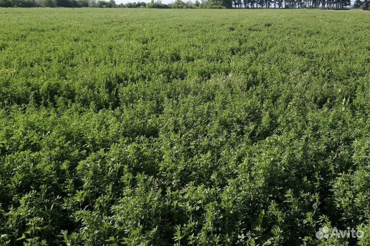 Сено луговое и люцерна в тюках 2024 год