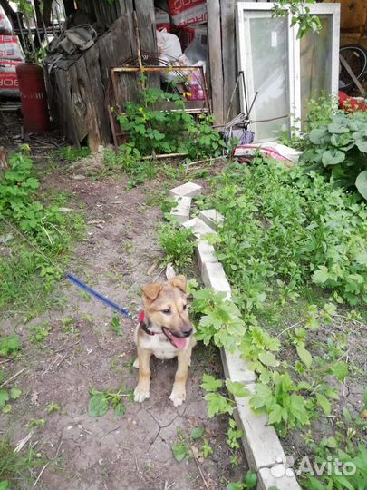 Щенок в добрые руки