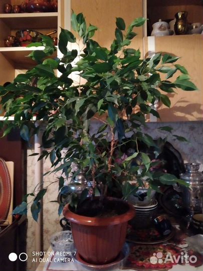 Мелколиственный фикус Бенджамина