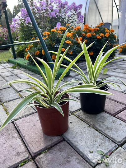 Хлорофитум