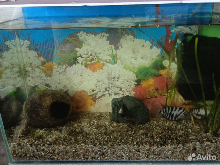 Аквариум с рыбками