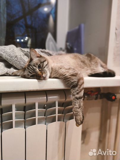 Тайская кошка